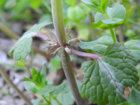Lamium bifidum