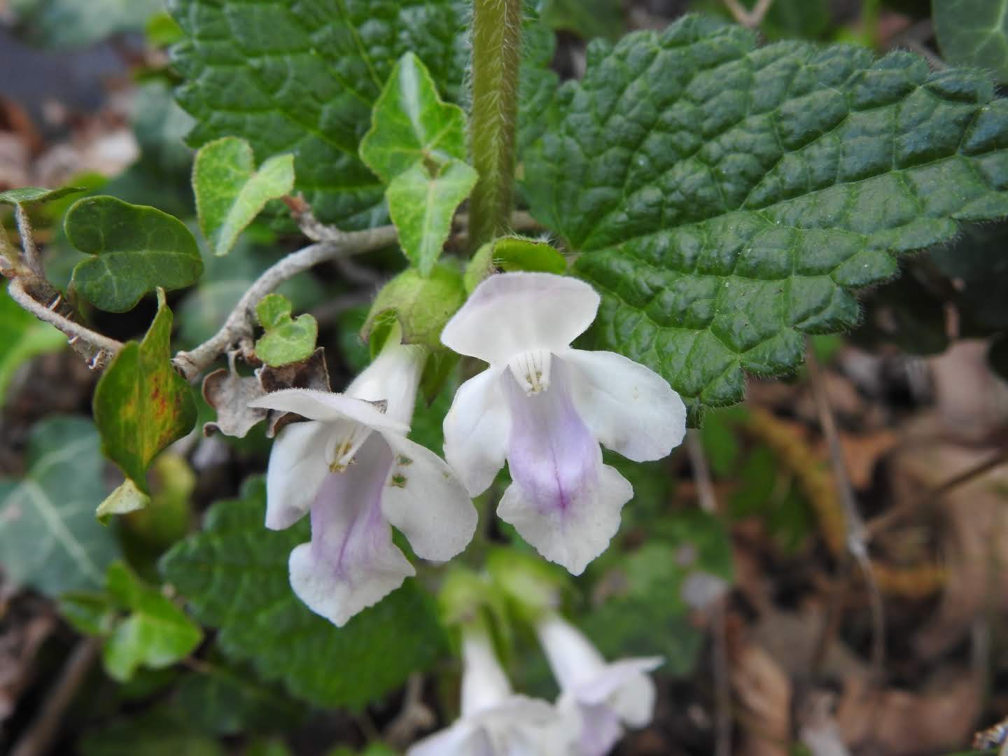 Melittis melissophyllum