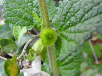 Melittis melissophyllum