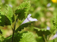 Glechoma hirsuta