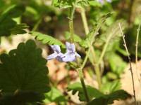 Glechoma hirsuta
