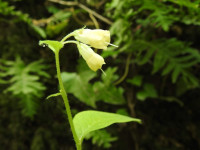 Symphytum tuberosum
