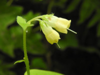 Symphytum tuberosum