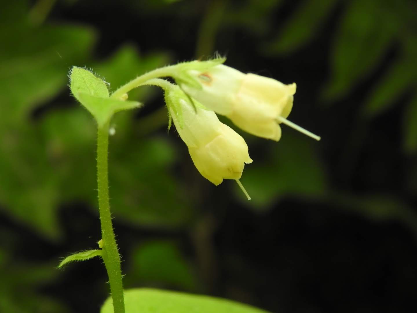 Symphytum tuberosum