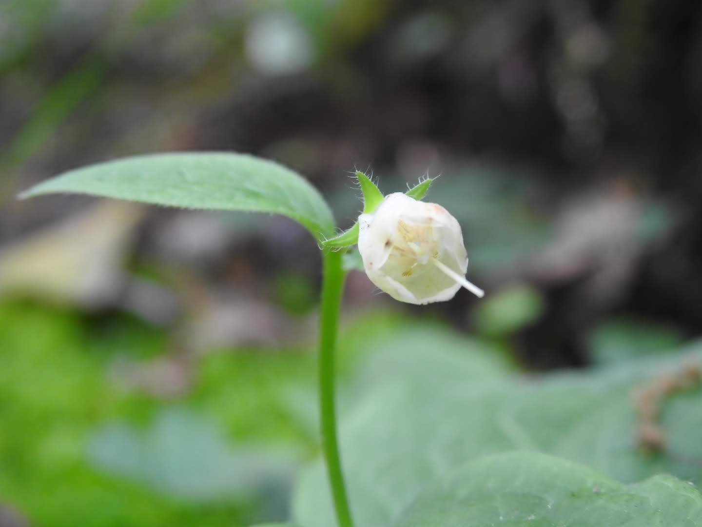 Symphytum tuberosum