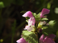 Lamium maculatum