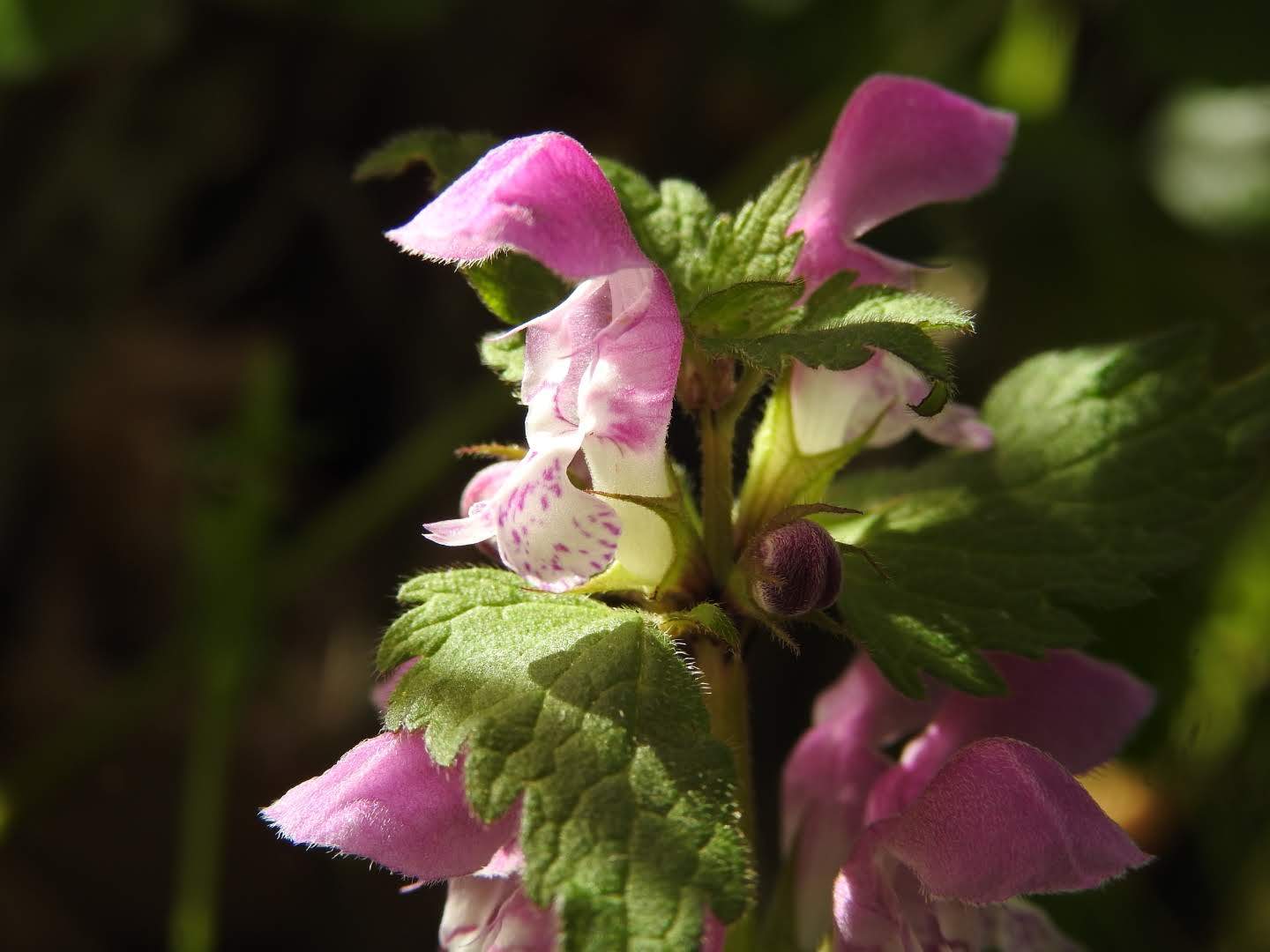 Lamium maculatum