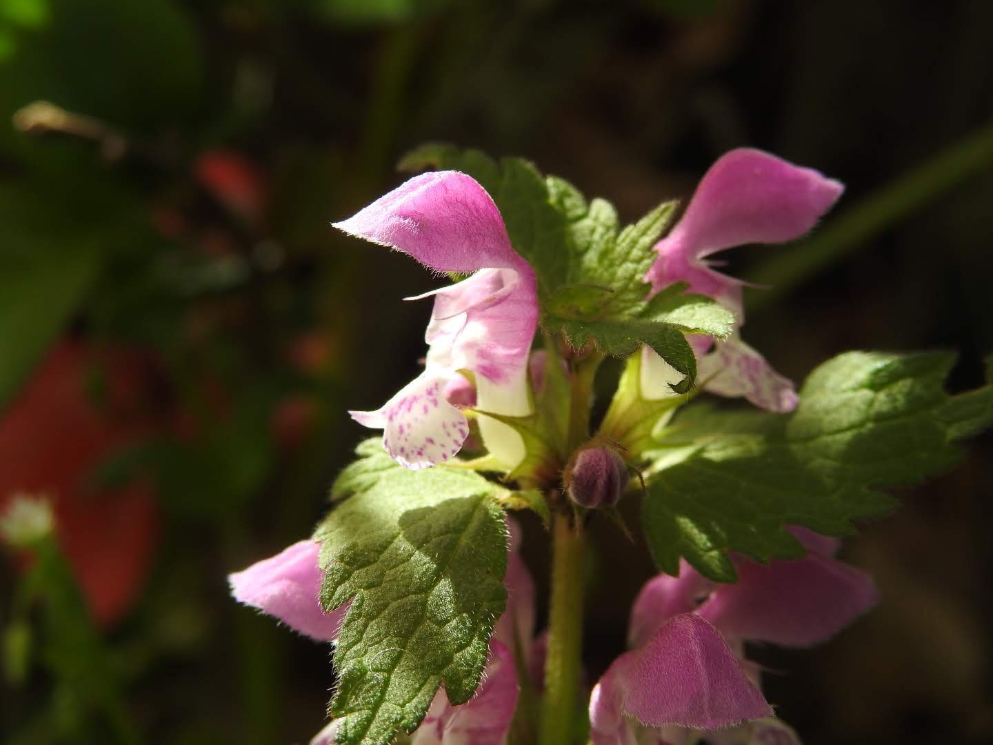 Lamium maculatum