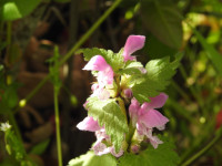 Lamium maculatum