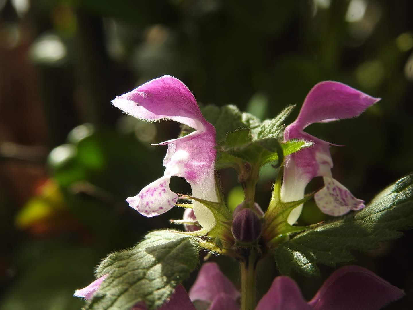 Lamium maculatum