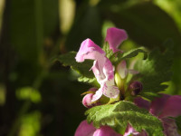 Lamium maculatum