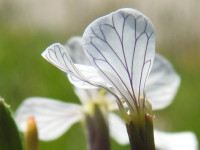 Raphanus raphanistrum