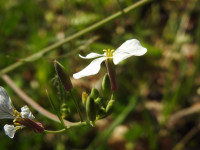 Raphanus raphanistrum