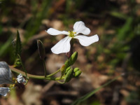 Raphanus raphanistrum
