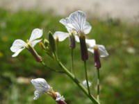 Raphanus raphanistrum