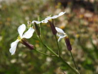 Raphanus raphanistrum