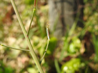 Raphanus raphanistrum