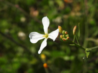 Raphanus raphanistrum