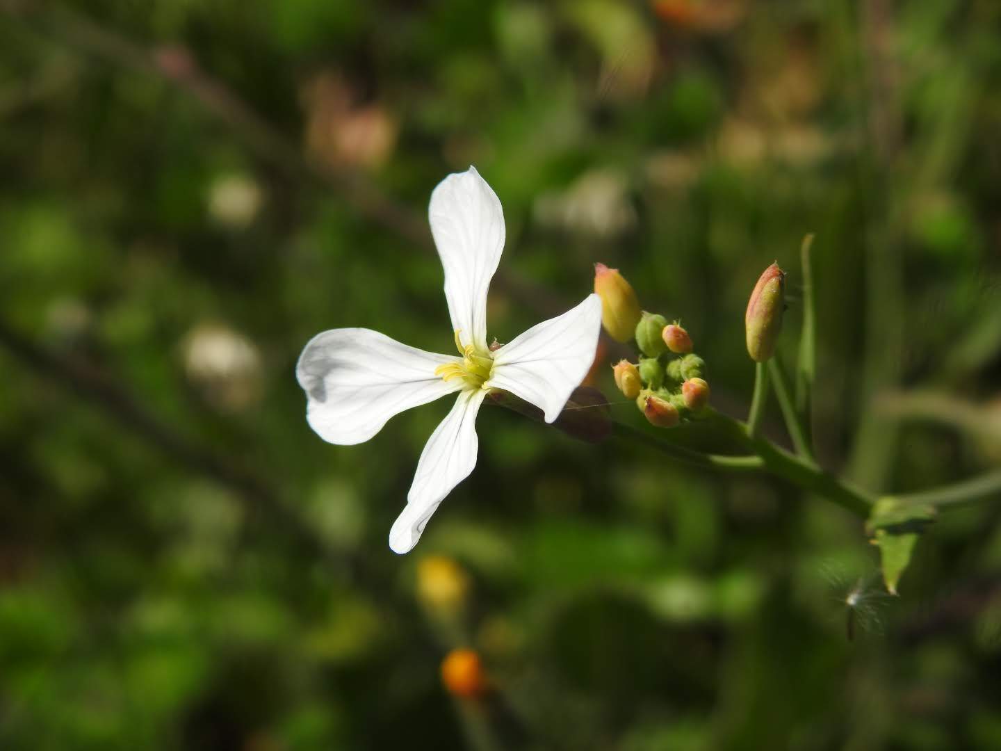 Raphanus raphanistrum