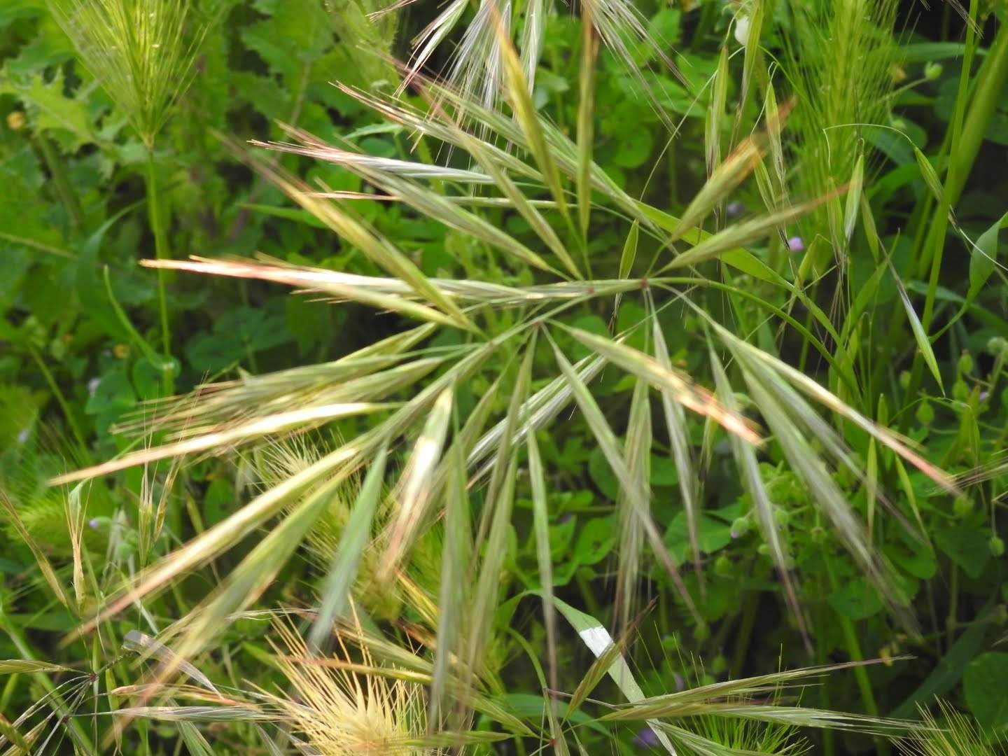 Anisantha diandra