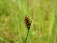 Carex distans