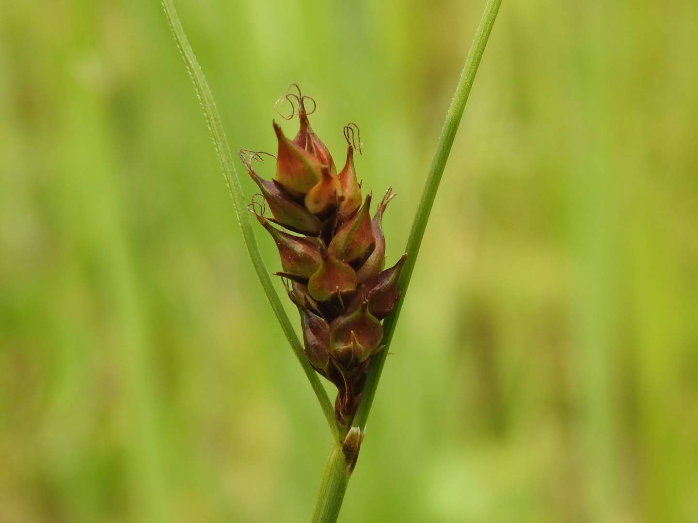 Carex distans