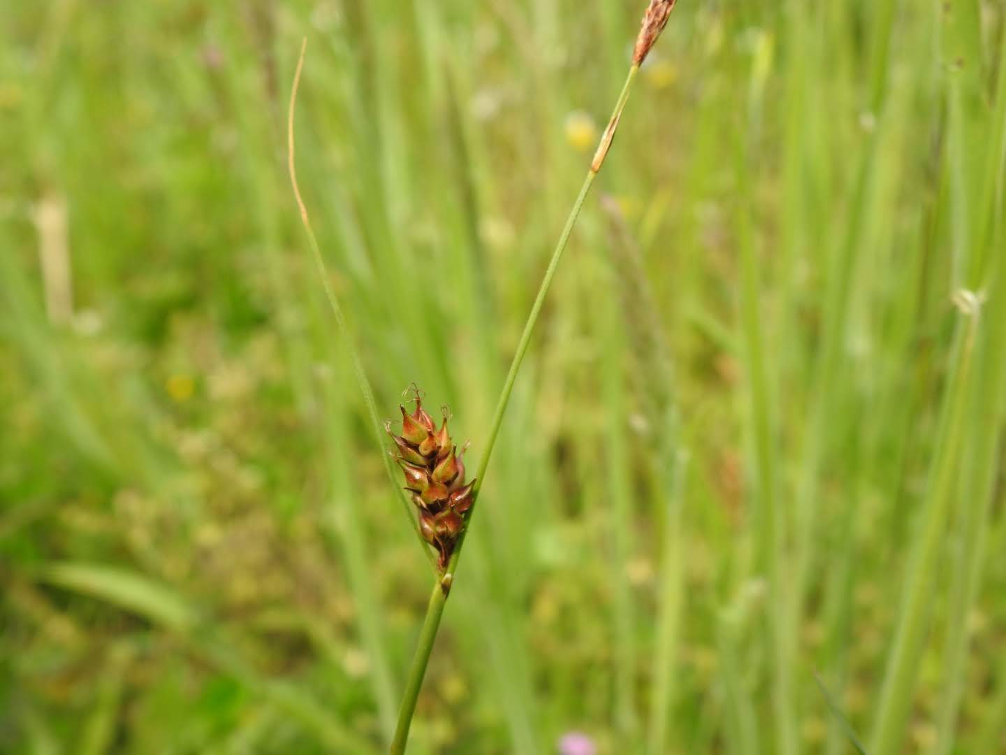 Carex distans