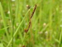 Carex distans