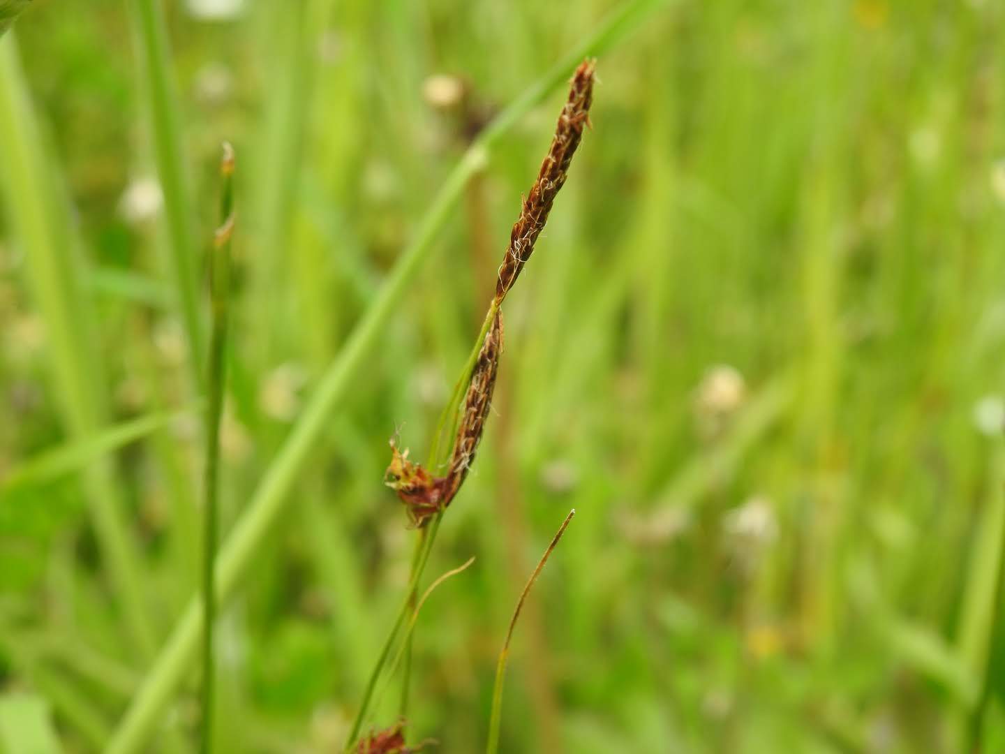 Carex distans