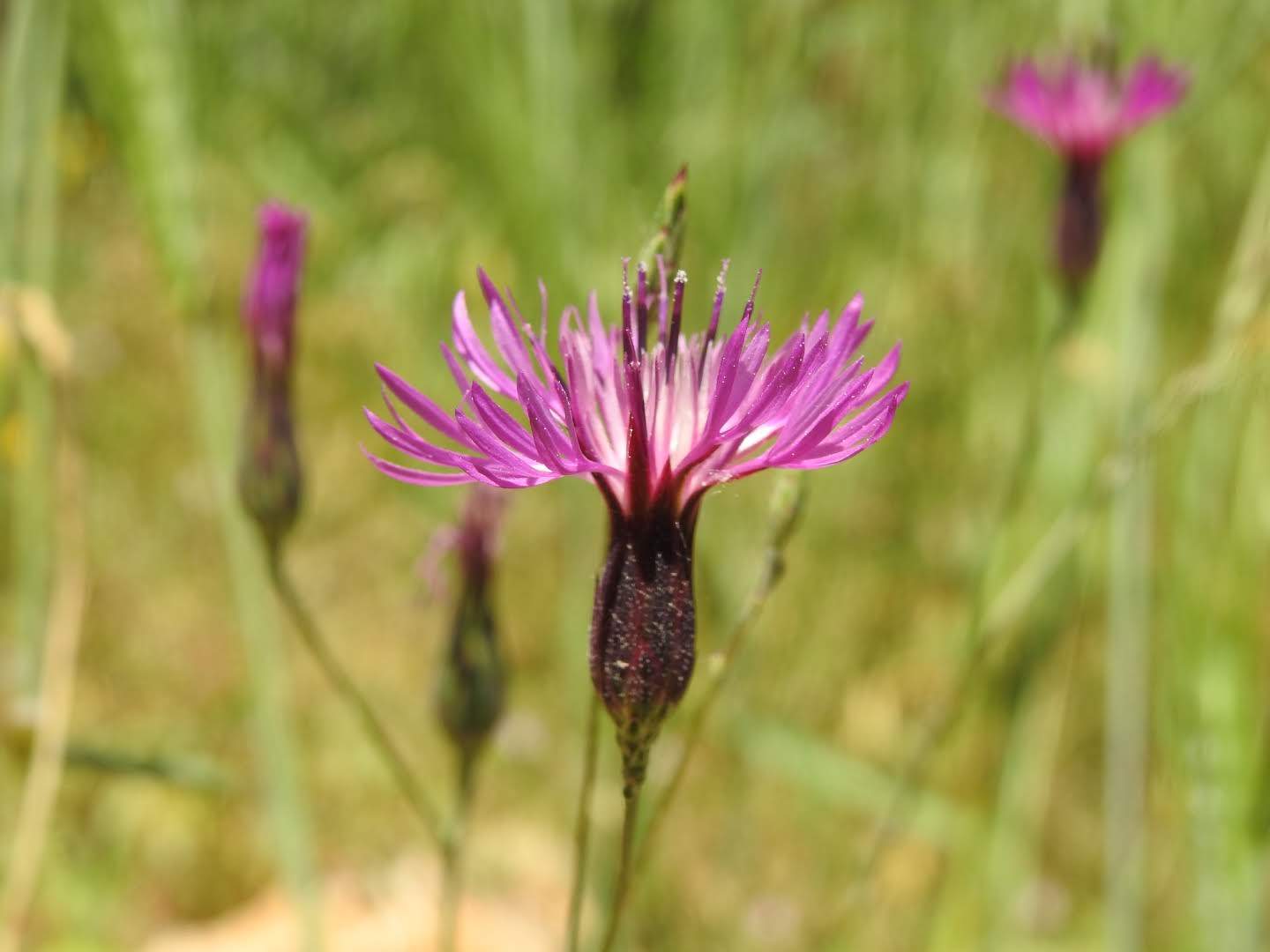 Crupina crupinastrum