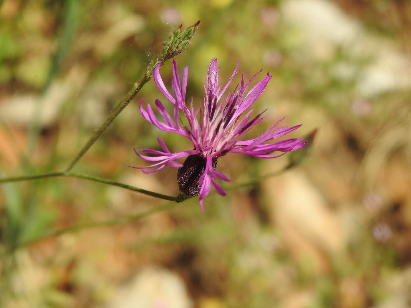 Crupina crupinastrum