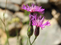 Crupina crupinastrum