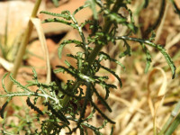 Crupina crupinastrum
