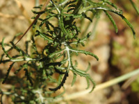Crupina crupinastrum