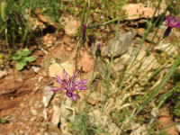 Crupina crupinastrum