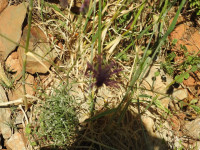 Crupina crupinastrum
