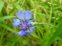 Centaurea cyanus
