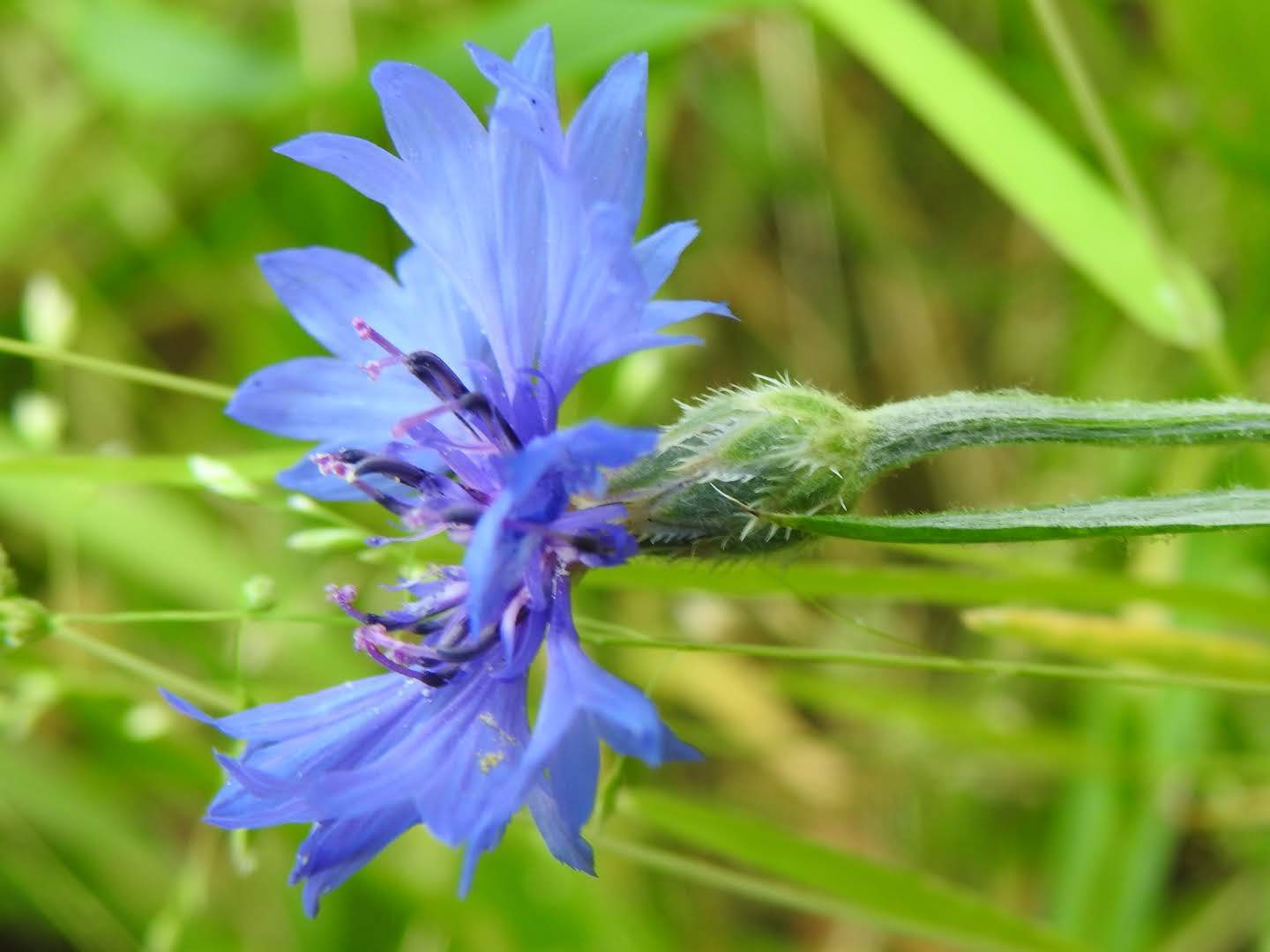 Centaurea cyanus