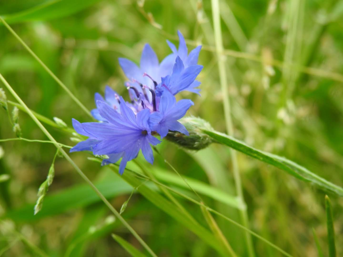 Centaurea cyanus