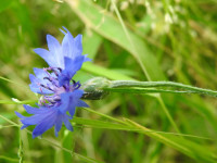 Centaurea cyanus