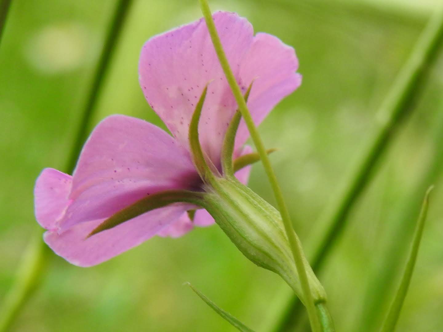 Eudianthe laeta