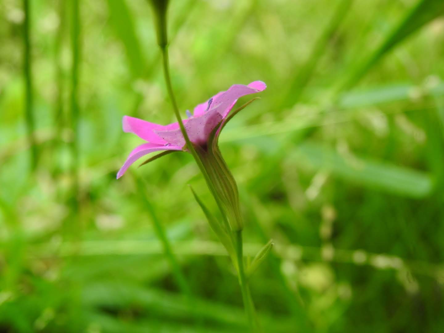 Eudianthe laeta