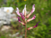 Astragalus monspessulanus