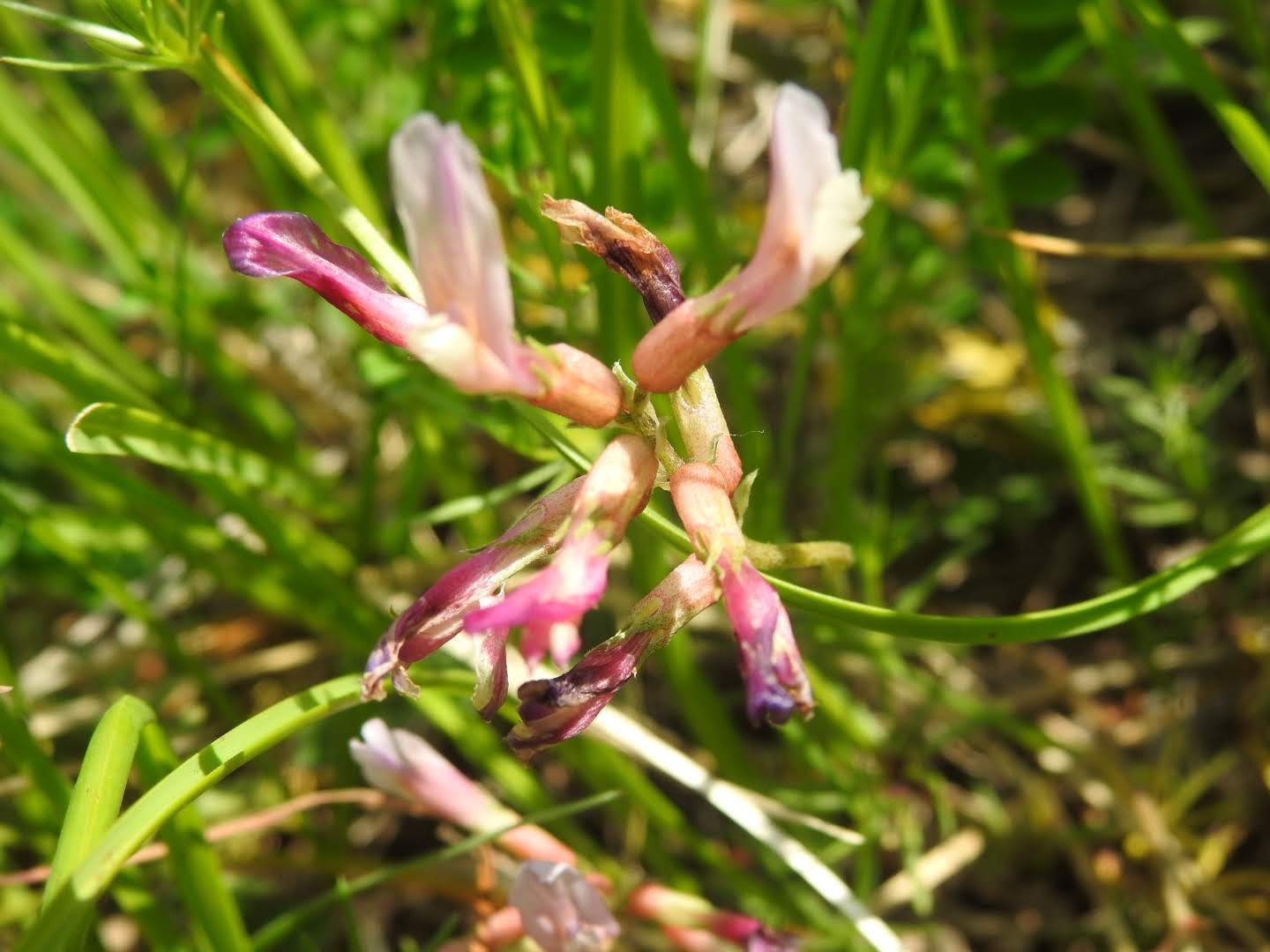Astragalus monspessulanus