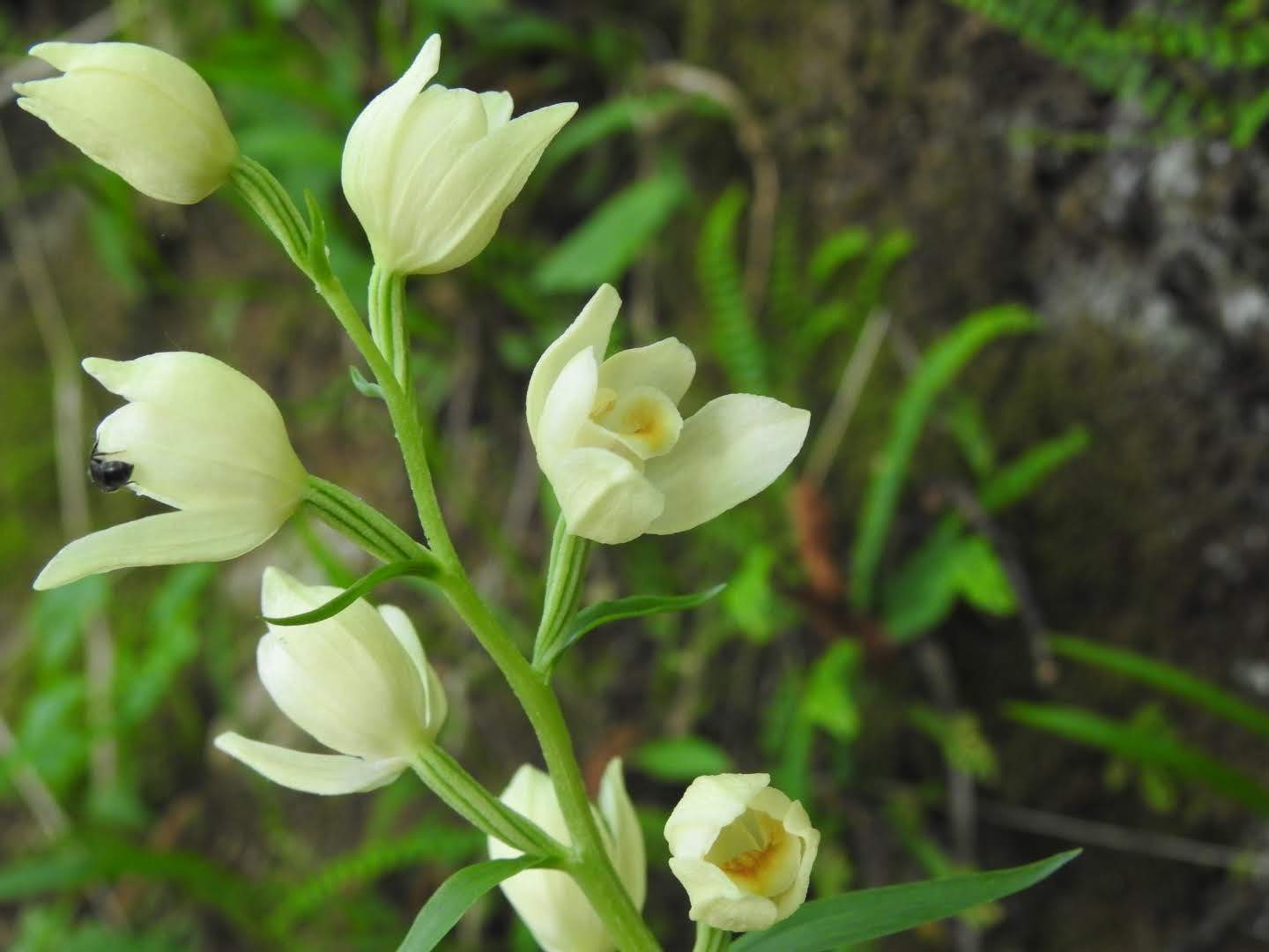 Cephalanthera damasonium