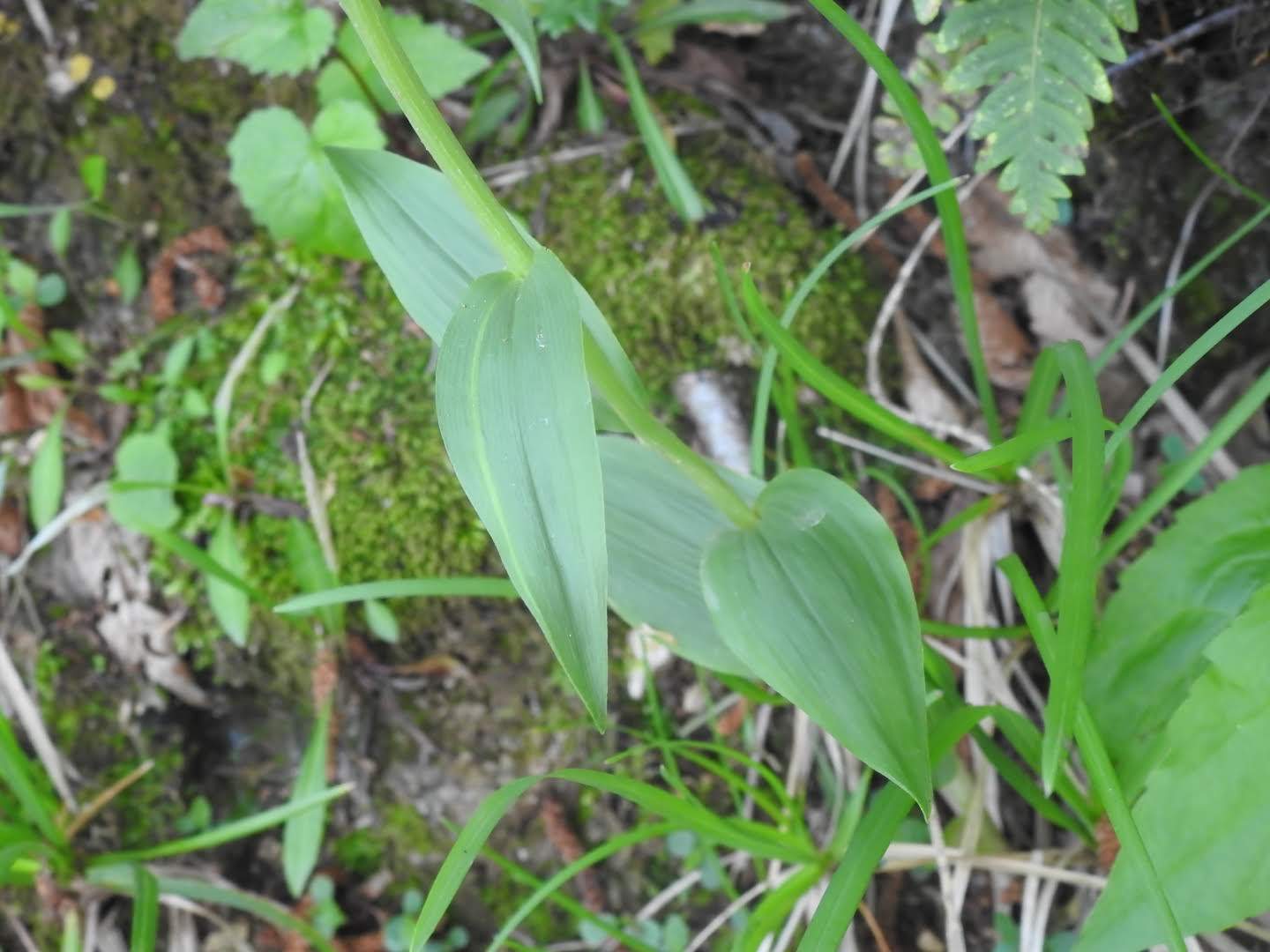 Cephalanthera damasonium