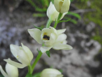 Cephalanthera damasonium
