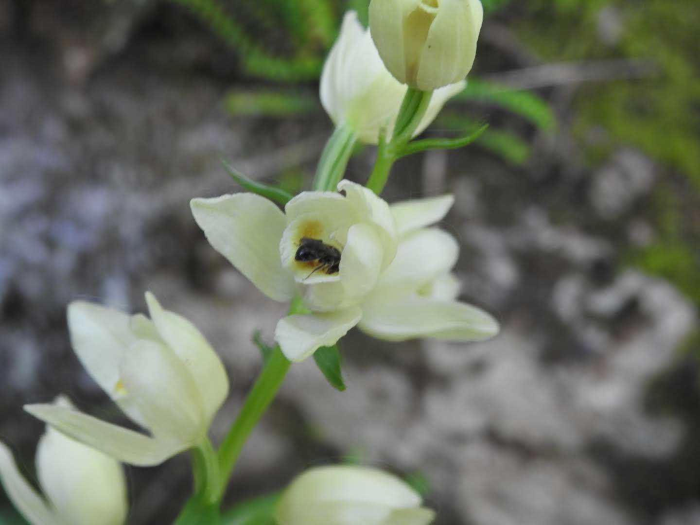 Cephalanthera damasonium