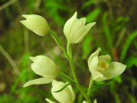 Cephalanthera damasonium