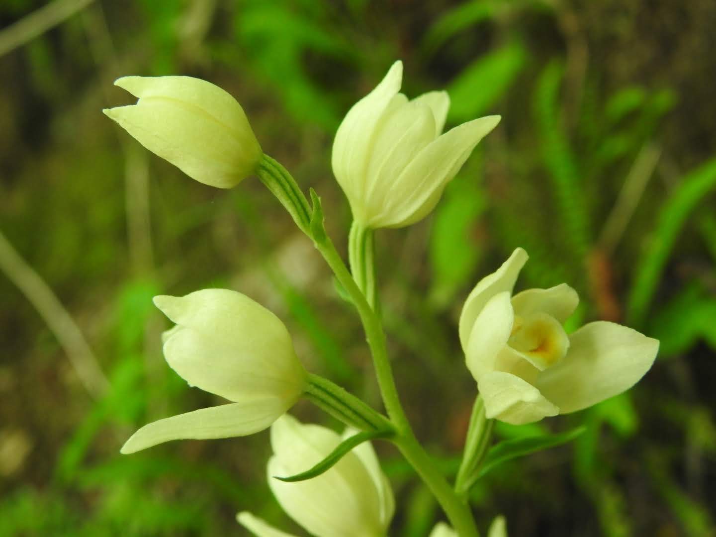 Cephalanthera damasonium